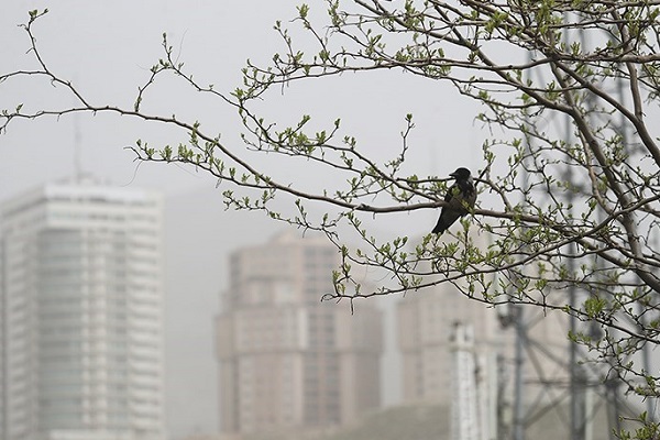 هشدار هواشناسی/ نوار غربی کشور درگیر گردوخاک هشدار هواشناسی/ نوار غربی کشور درگیر گردوخاک