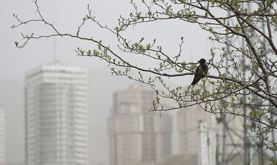 پایتخت در شرایط ناسالم پایتخت در شرایط ناسالم