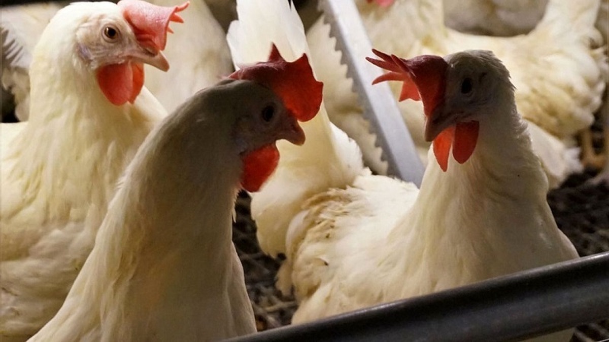 قیمت مرغ چراغ اول را روشن کرد قیمت مرغ چراغ اول را روشن کرد