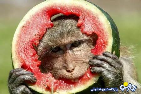 دختر وحشتناک و عجیب الخلقه ای که با سر میمون روی بدنش متولد شد!/ عکس دختر وحشتناک و عجیب الخلقه ای که با سر میمون روی بدنش متولد شد!/ عکس