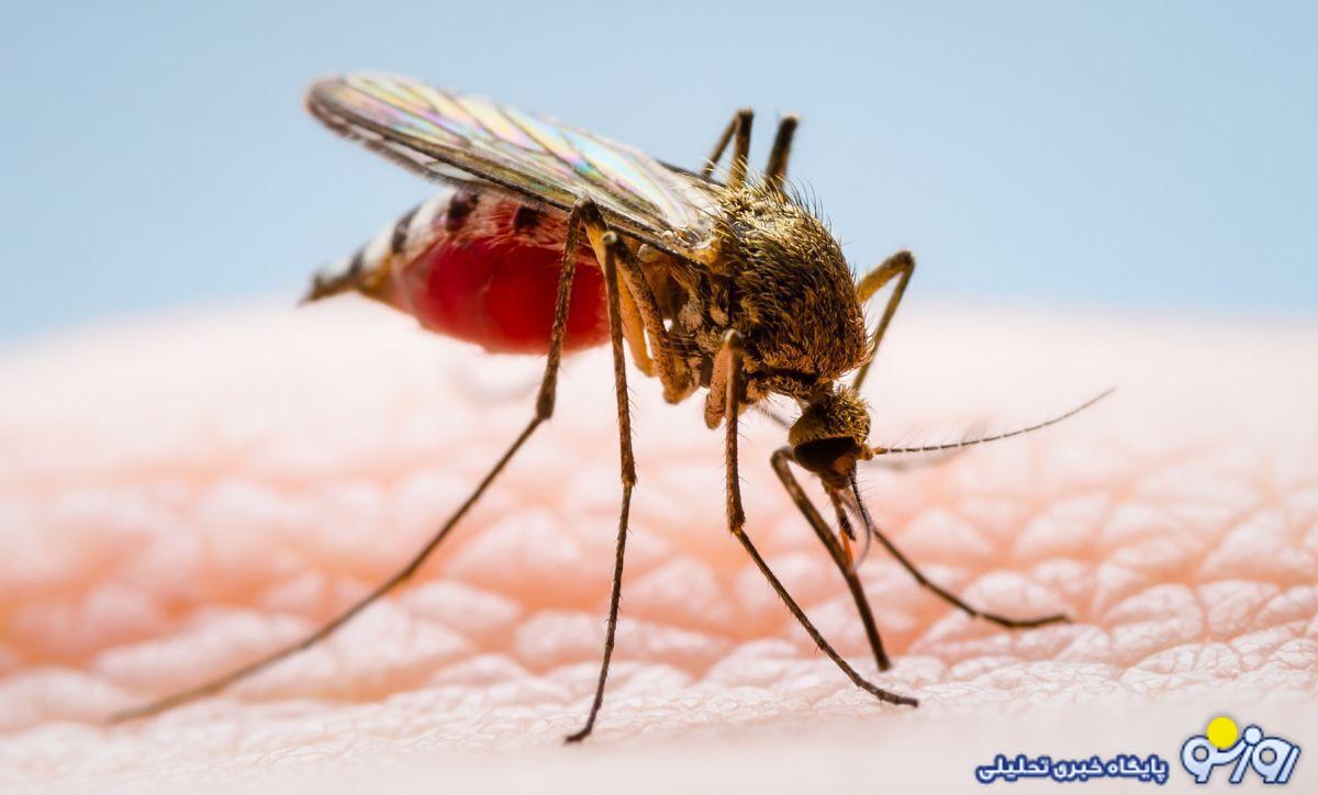 ۲ استان شمالی در خطر پشه آئدس؛ لیست ۷ استان پرخطر ۲ استان شمالی در خطر پشه آئدس؛ لیست ۷ استان پرخطر