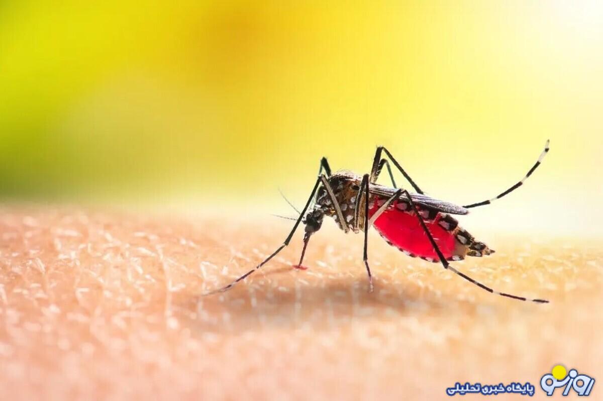 زنگ خطر به صدا درآمد؛ شیوع تب دنگی در این استان جدی شد زنگ خطر به صدا درآمد؛ شیوع تب دنگی در این استان جدی شد