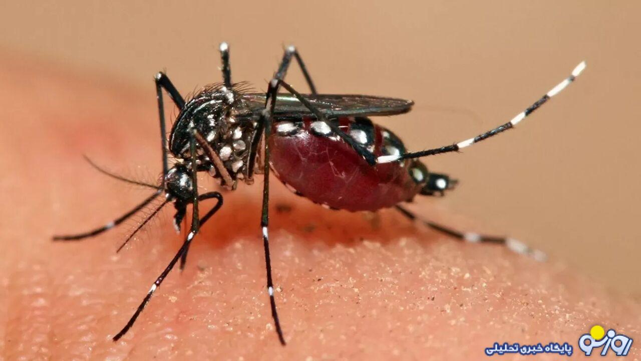 تب دنگی طغیان کرد / چند نفر مبتلا شدند؟ تب دنگی طغیان کرد / چند نفر مبتلا شدند؟