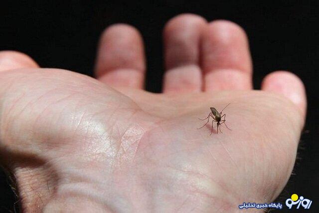 تب دنگی اولین فوتی را گرفت تب دنگی اولین فوتی را گرفت