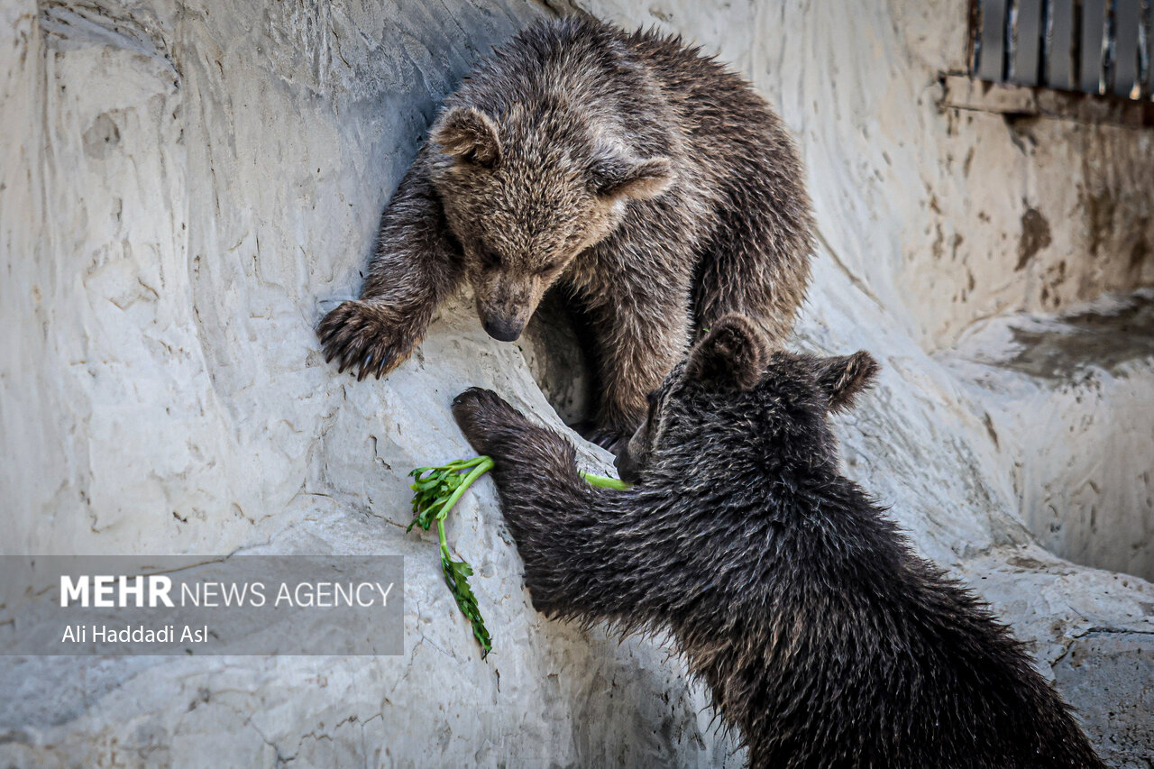 عکسهای جذاب و دیدهنشده از باغوحش تهران