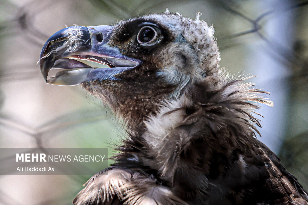 عکسهای جذاب و دیدهنشده از باغوحش تهران