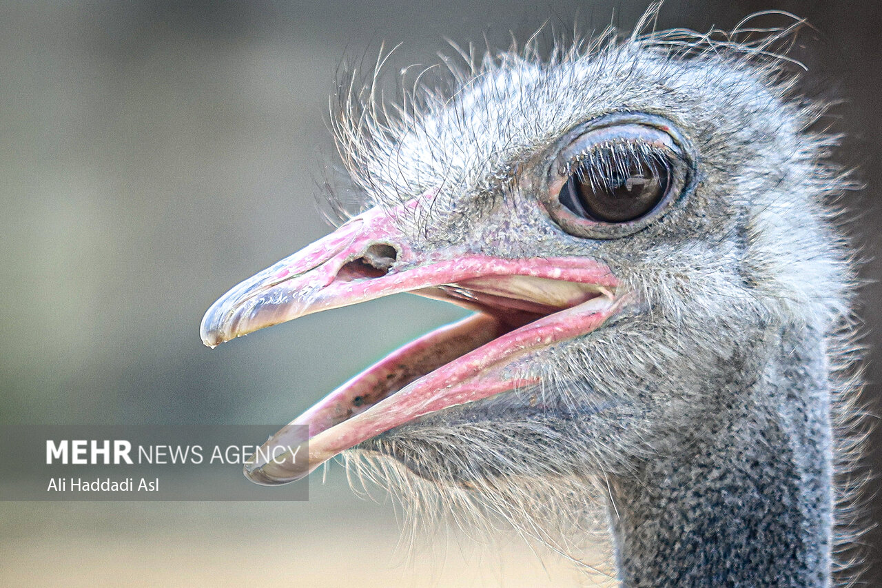 عکسهای جذاب و دیدهنشده از باغوحش تهران
