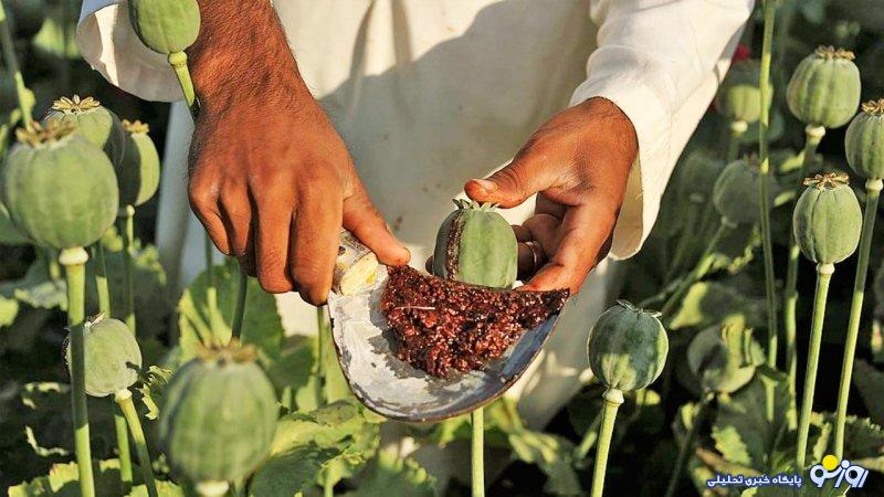 قیمت تریاک سر به فلک کشید/ یک کیلو تریاک چند؟ قیمت تریاک سر به فلک کشید/ یک کیلو تریاک چند؟