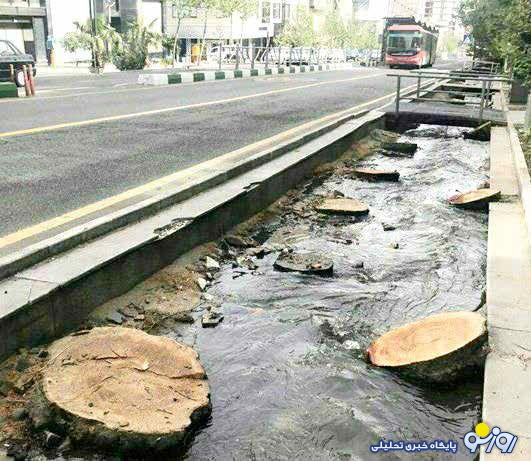 بهجای قطع درختان به دلیل سرطان؛ آنها را آبیاری کنید بهجای قطع درختان به دلیل سرطان؛ آنها را آبیاری کنید