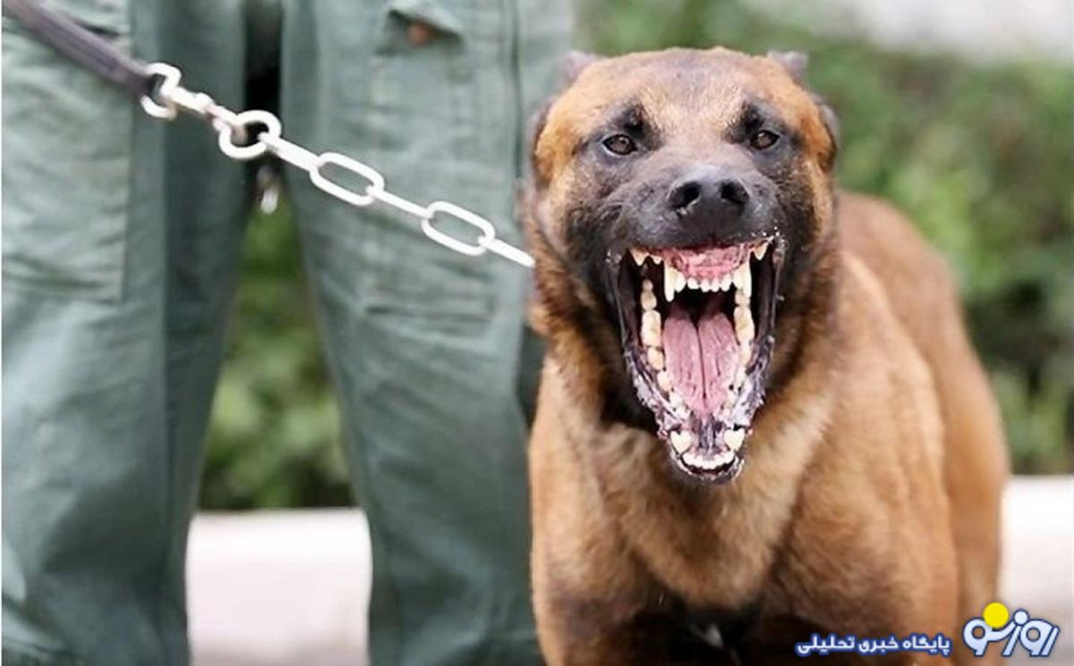 علوم پزشکی اردبیل: یک سگ هار ۲۲ نفر را در محلههای مختلف شهر اردبیل راهی بیمارستان کرد / ۷ نفر بستری شدند علوم پزشکی اردبیل: یک سگ هار ۲۲ نفر را در محلههای مختلف شهر اردبیل راهی بیمارستان کرد / ۷ نفر بستری شدند