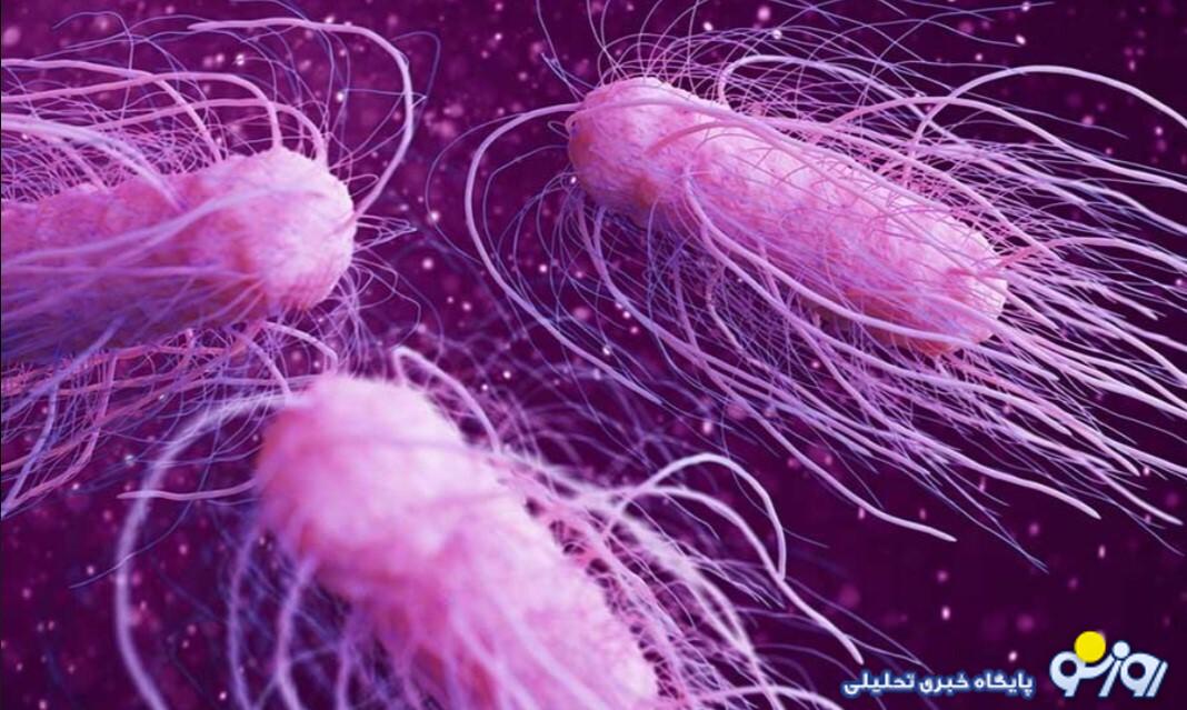 سالمونلا؛ باکتری میکروسکوپی با اثرات گسترده